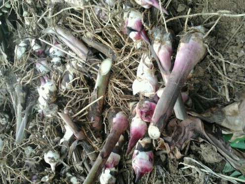 芭蕉芋淀粉加工中幾個難題的解決