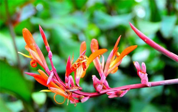 南方常見的的芭蕉芋，看著像芋頭，卻是高價值淀粉