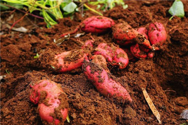 四月栽紅薯要注意！掌握這5個種植訣竅，個大飽滿賣相好