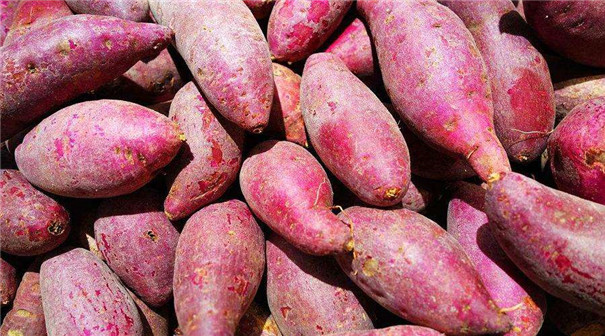 如何在保證淀粉質量的同時，大幅提高產量？