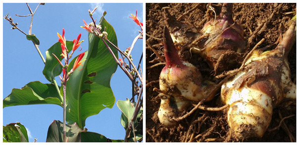 人工種植芭蕉芋，選好種，價值瞬間翻倍，你還等什么？
