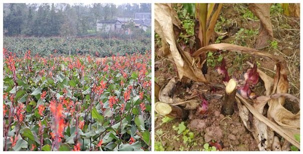 人工種植芭蕉芋，選好種，價值瞬間翻倍，你還等什么？