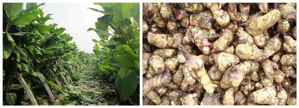 人工種植芭蕉芋，選好種，價值瞬間翻倍，你還等什么？