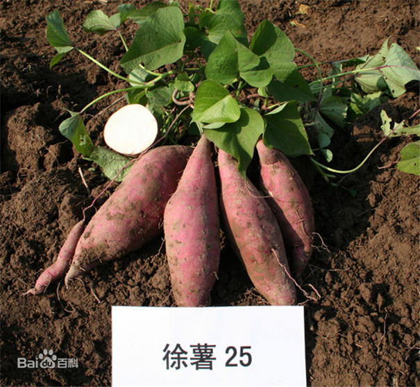 幾個(gè)適合紅薯淀粉加工專用的高淀粉型紅薯品種 幾個(gè)適合紅薯淀粉加工專用的高淀粉型紅薯品種