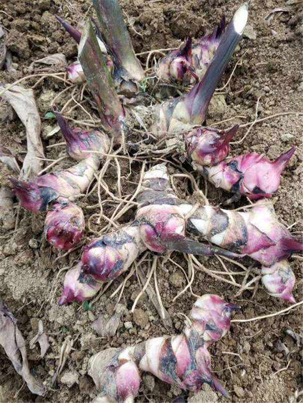 促進芭蕉芋塊根膨大，更利于芭蕉芋淀粉提取