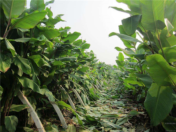 促進芭蕉芋塊根膨大，更利于芭蕉芋淀粉提取