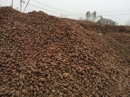 這一類紅薯淀粉設(shè)備，看起來可有可無，其實必不可少