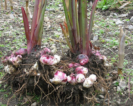 芭蕉芋淀粉加工設備與傳統薯類淀粉加工設備的區別