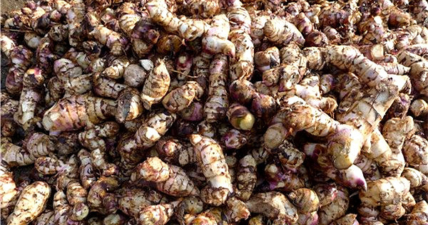 芭蕉芋淀粉加工設備與傳統薯類淀粉加工設備的區別