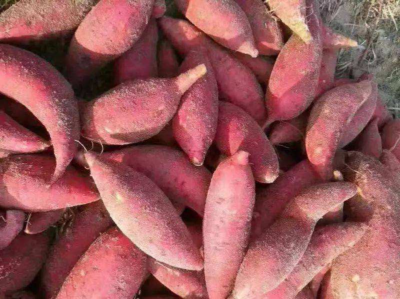 想要提高紅薯淀粉質量，除了選對淀粉設備，還要選對紅薯