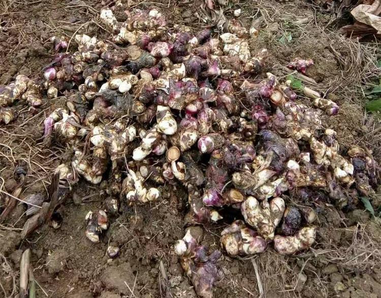 芭蕉芋淀粉加工難度較大的兩個環節是什么？