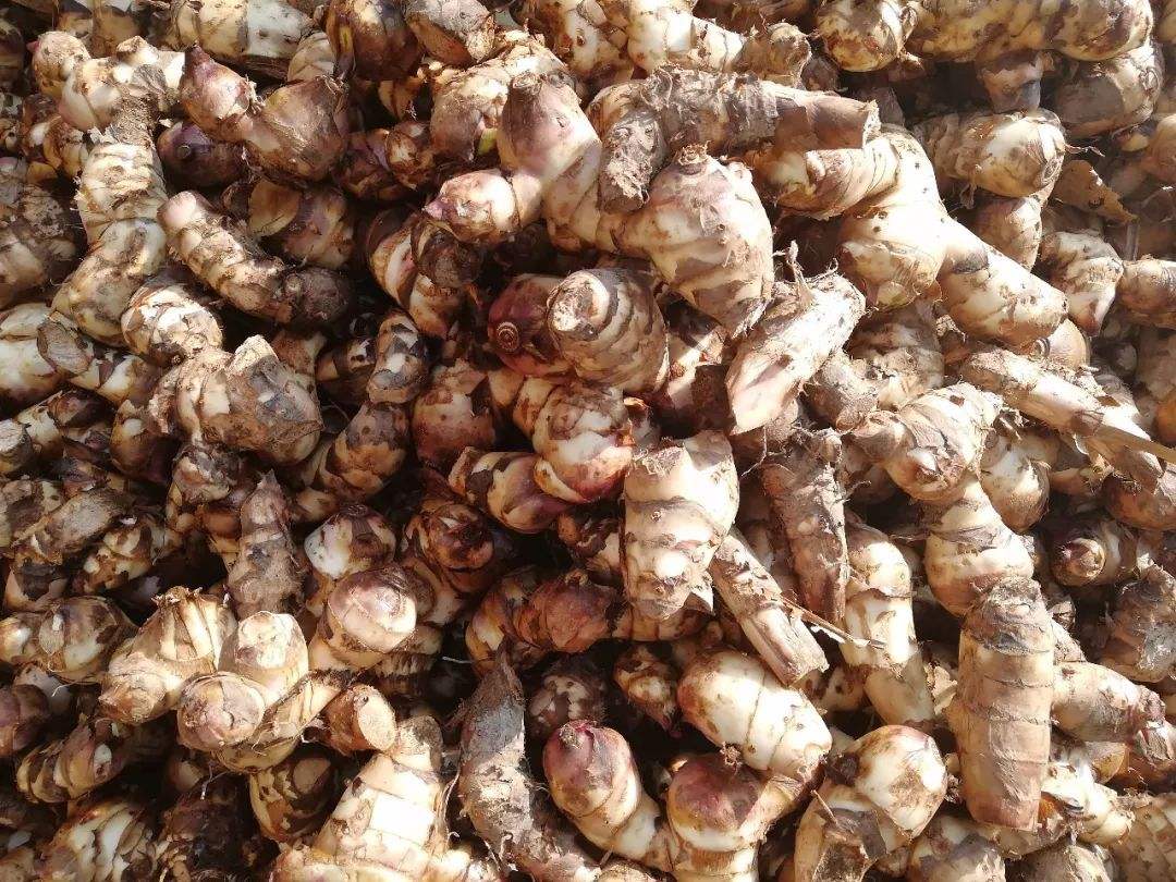 芭蕉芋淀粉加工難度較大的兩個環節是什么？