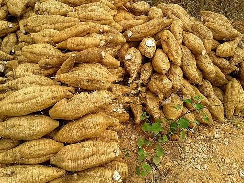 使用操作葛根淀粉加工設備，注意這3點，有效降低故障率