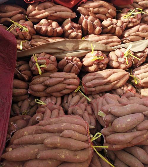 農(nóng)戶自用加工紅薯淀粉怎樣快速烘干？來看看小型紅薯淀粉烘干機