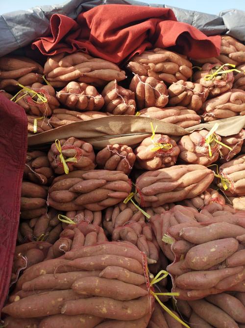 收購(gòu)紅薯進(jìn)行規(guī)模化淀粉加工，要做這5點(diǎn)準(zhǔn)備