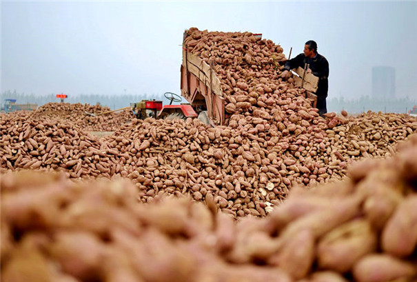 收購(gòu)紅薯進(jìn)行規(guī)?；矸奂庸?，要做這5點(diǎn)準(zhǔn)備