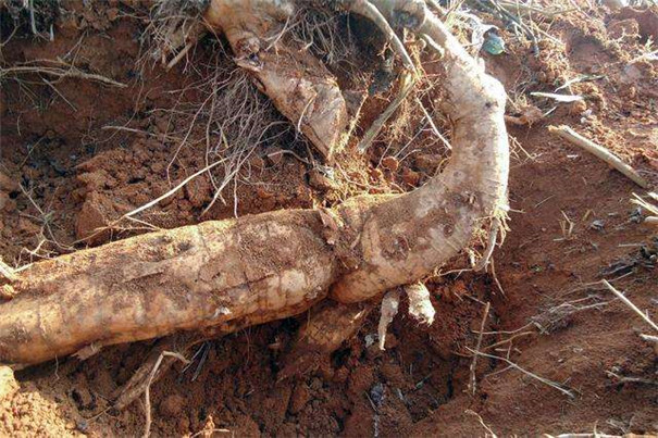 怎樣提高葛根淀粉的產(chǎn)量和品質(zhì)？在加工時要注意這4點