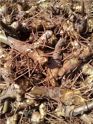 芭蕉芋淀粉加工的操作流程有哪些？優勢體現在這5個方面