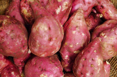 葛根淀粉加工的三個重要工段及設備介紹