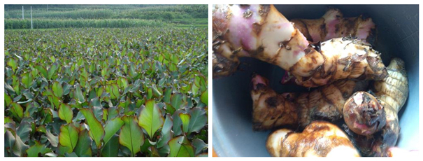 南方常見的的芭蕉芋，看著像芋頭，卻是高價值淀粉