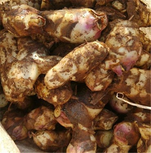 芭蕉芋淀粉加工中幾個難題的解決