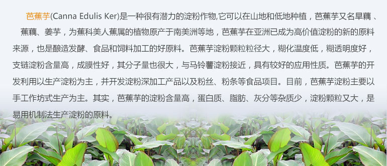 芭蕉芋淀粉設備